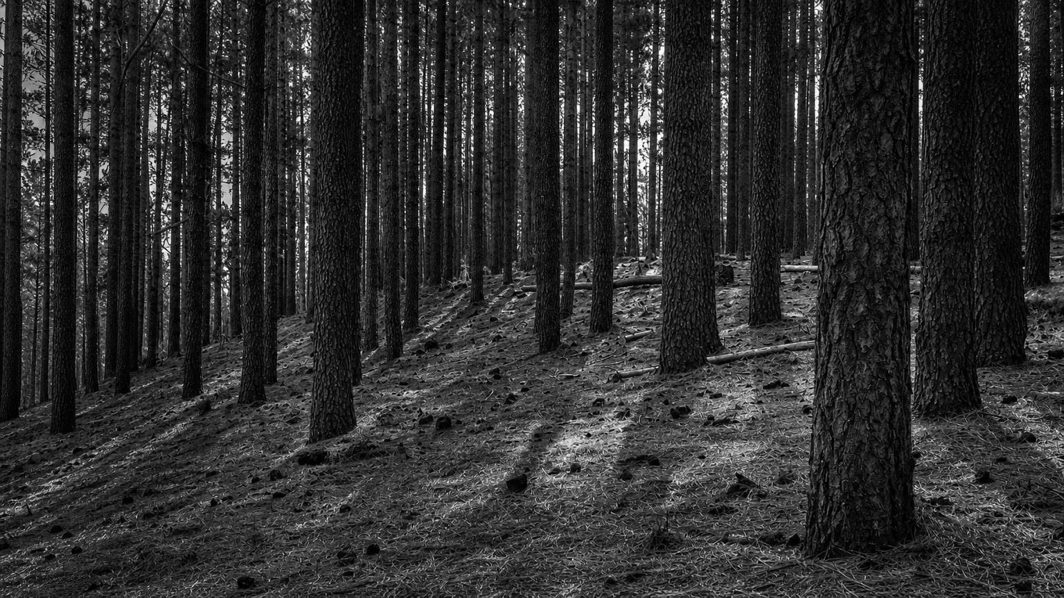 Monochrome editorial rendering of the wooded scene in the migrated Boy Scout Lane reference image.