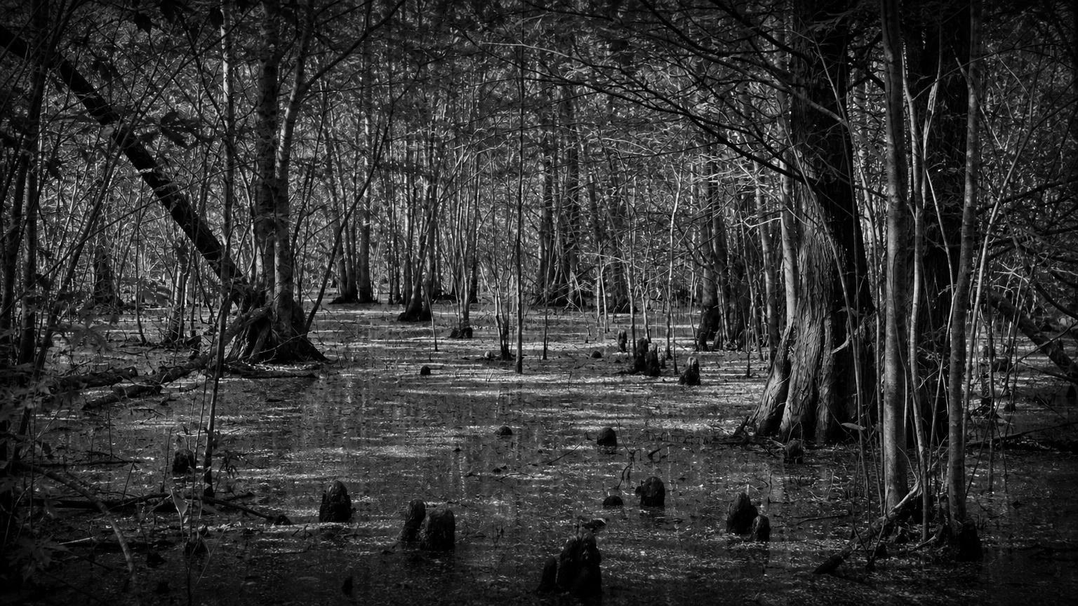 Monochrome editorial rendering of trees and standing water in the Great Dismal Swamp.